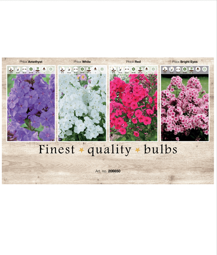 Phlox 106650
