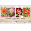 Dahlia Various 106651