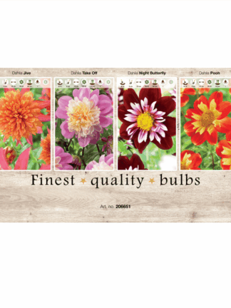 Dahlia Various 106651