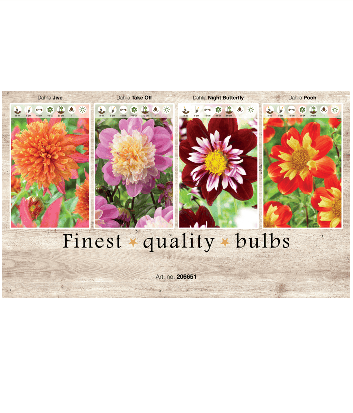 Dahlia Various 106651