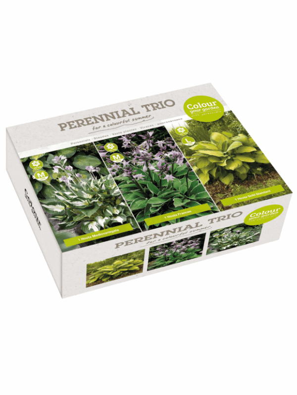 Perennial Trio Green