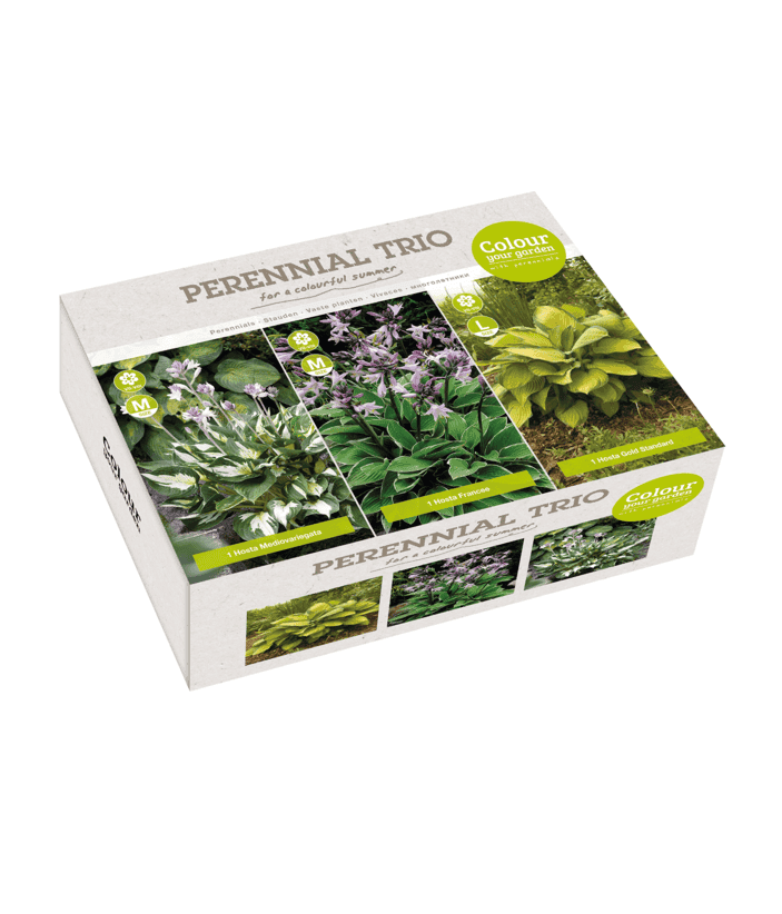 Perennial Trio Green