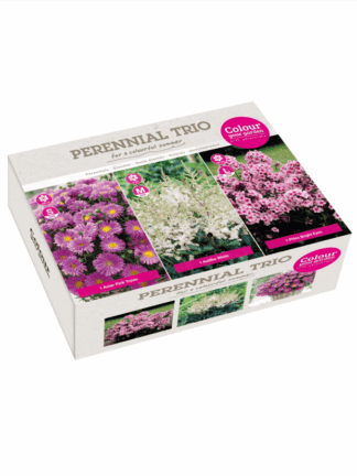 Perennial Trio Pink