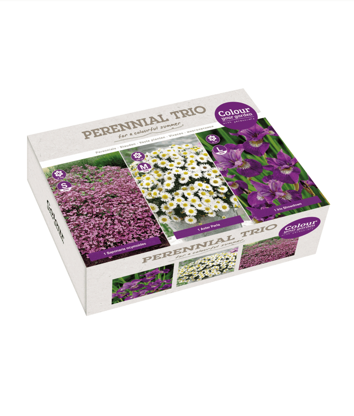 Perennial Trio Purple