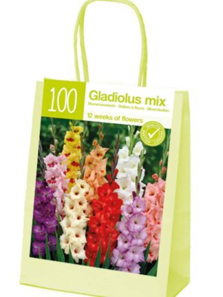 XL-Summer Gladioli mix