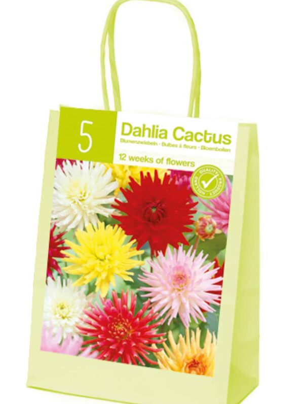 XL-Summer Dahlia Cactus mix