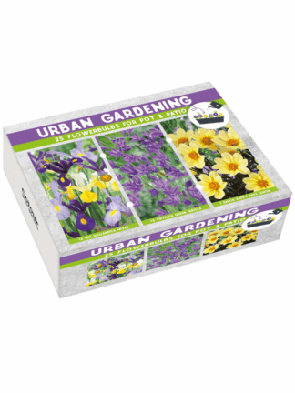 Urban Garden Purple