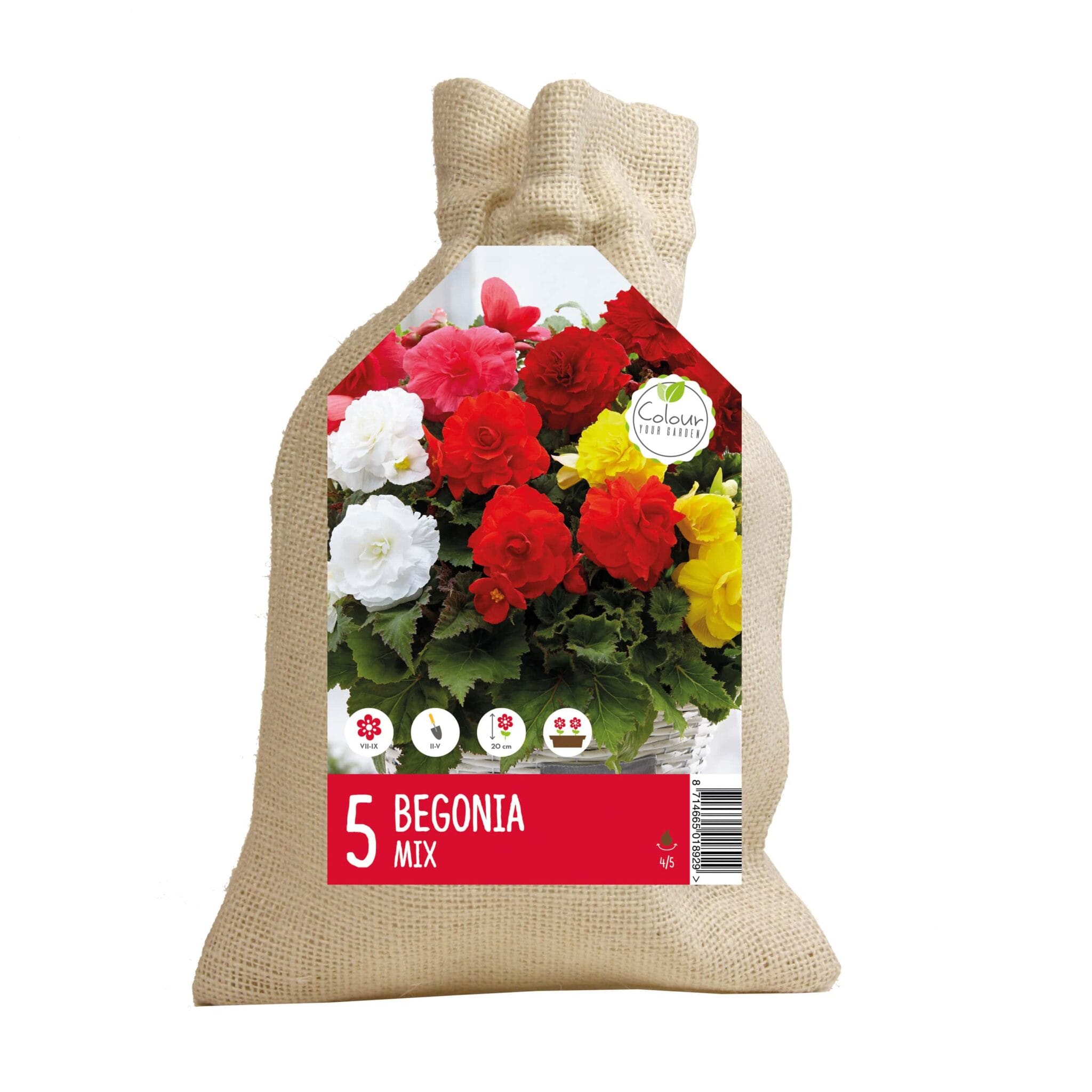CyG Begonia double mix