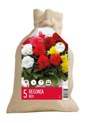 CyG Begonia double mix