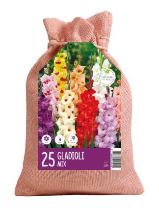 CyG Gladioli mix