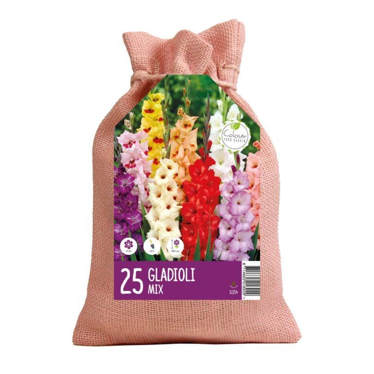 CyG Gladioli mix