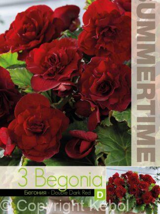 Begonia Double Dark Red