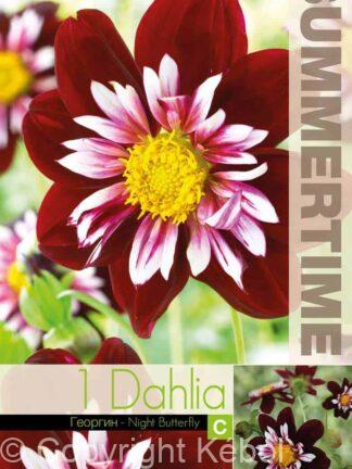 Dahlia Night Butterfly
