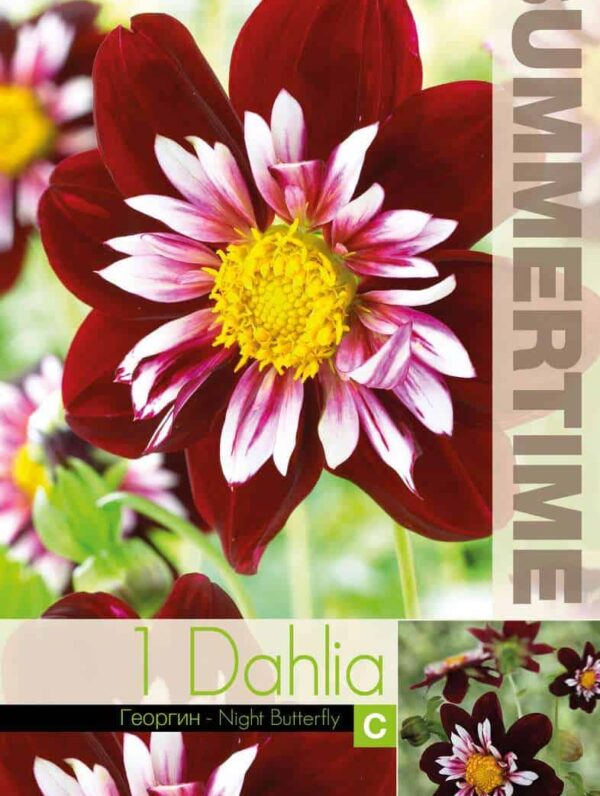 Dahlia Night Butterfly