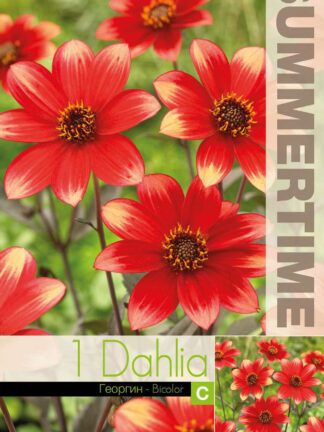 Dahlia Dahlegria