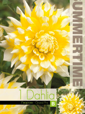 Dahlia Grand Prix