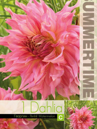 Dahlia Penhill Watermelon