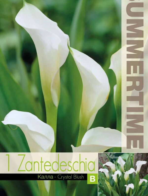 Zantedeschia Crystal Blush