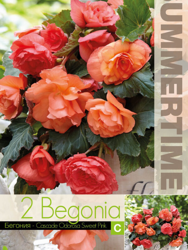Begonia Cascade Odorosa Sweet Pink