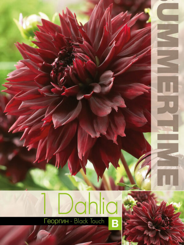 Dahlia Black Touch