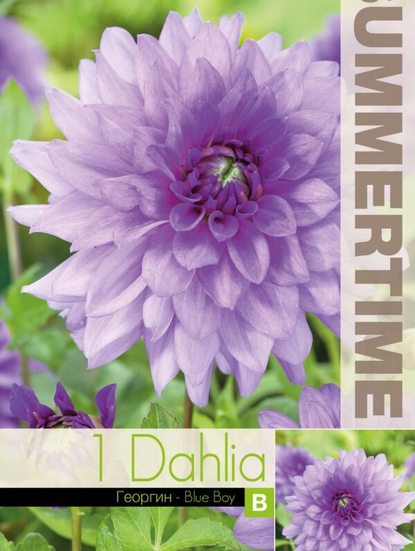 Dahlia Blue Boy