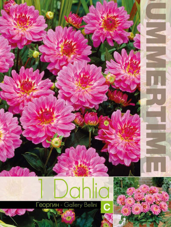 Dahlia Gallery Bellini