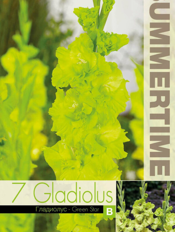 Gladiolus Green Star