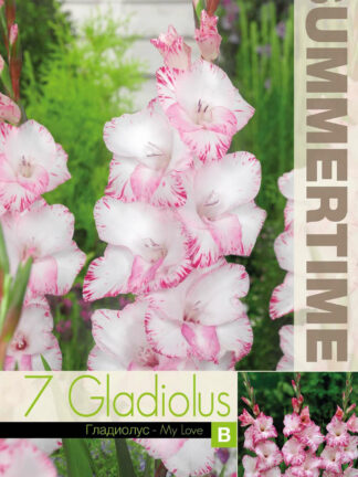 Gladiolus My Love