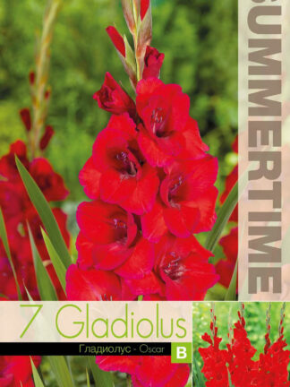 Gladiolus Oscar