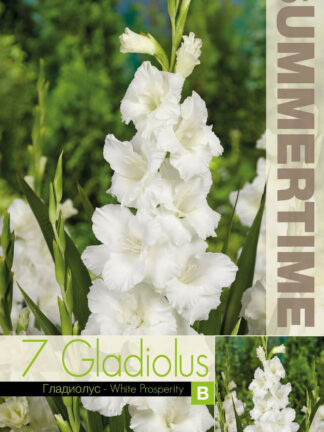 Gladiolus White Prosperity