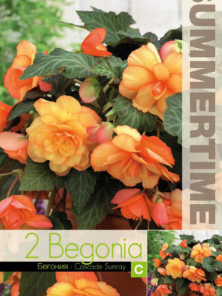 Begonia Cascade Sunray