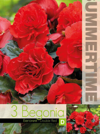 Begonia Double Red