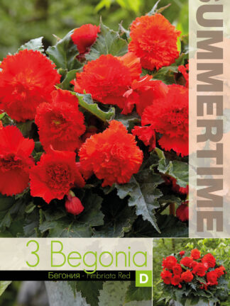 Begonia Fimbriata Red