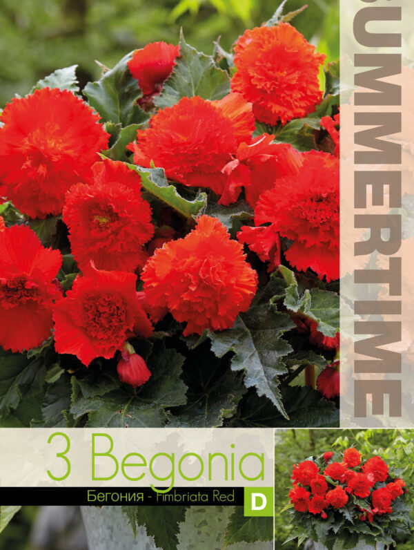 Begonia Fimbriata Red