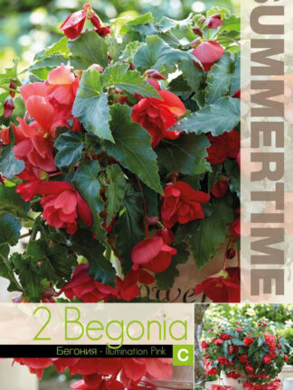 Begonia Illumination Pink