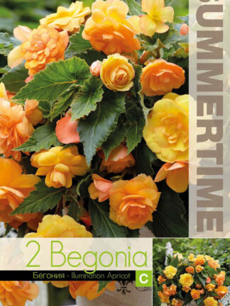 Begonia Illumination Apricot