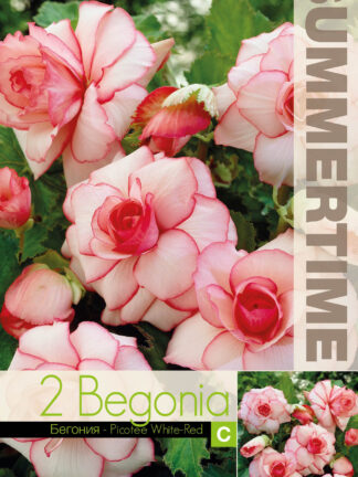 Begonia Picotee White-Red