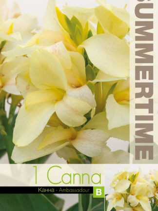 Canna Ambassadour