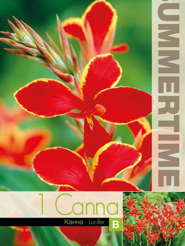 Canna Lucifer
