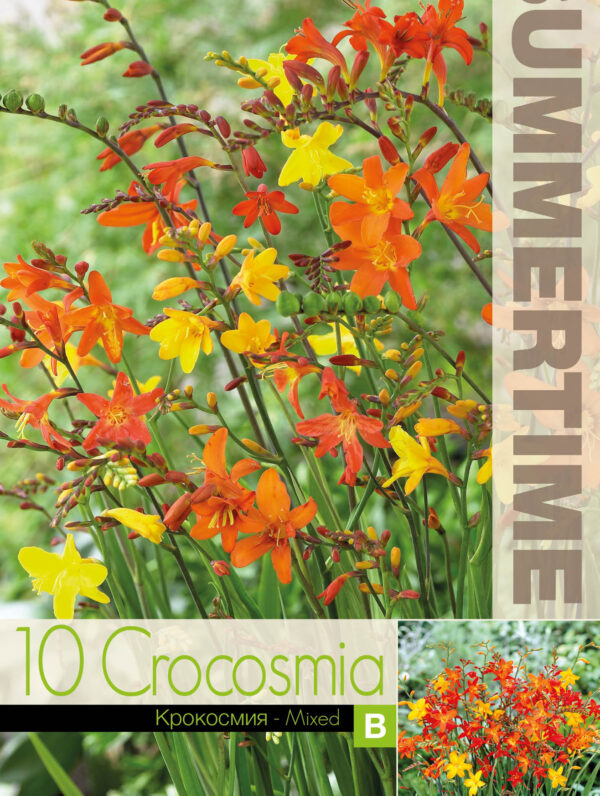 Crocosmia Bigflowering