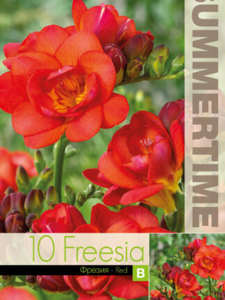 Freesia Double Red