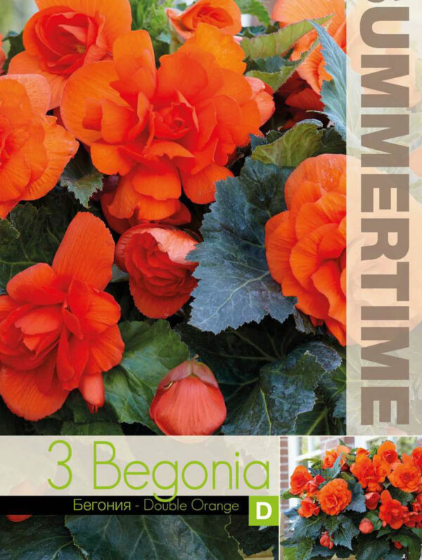 Begonia Double Orange