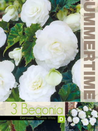 Begonia Double White
