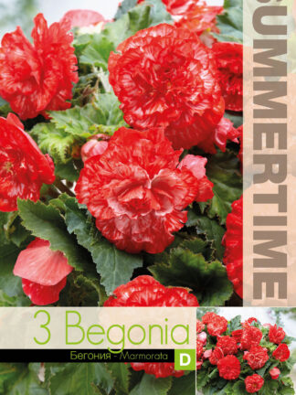 Begonia Marmorata