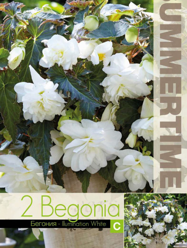 Begonia Illumination White