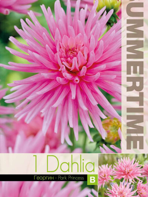 Dahlia Park Princess