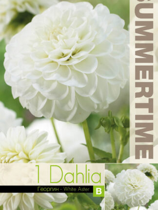 Dahlia White Aster