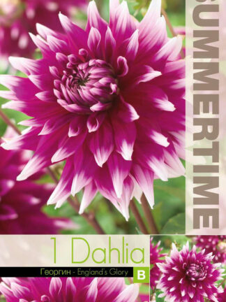 Dahlia England`s Glory
