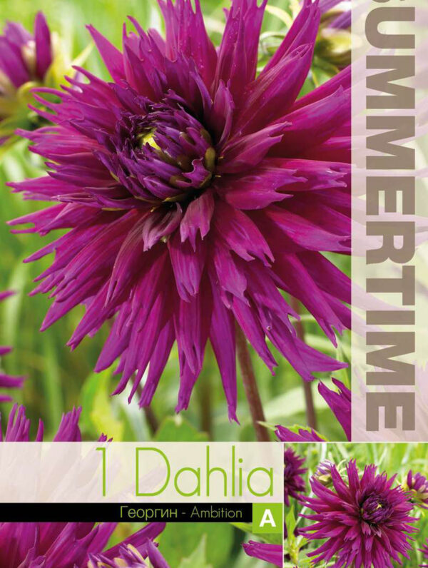Dahlia Ambition