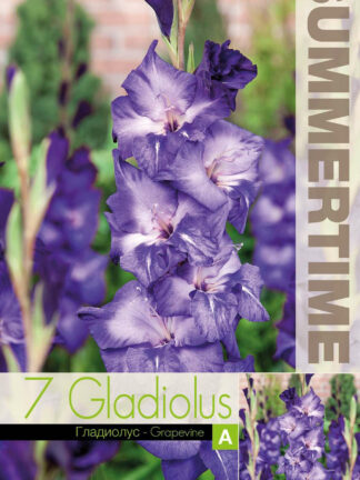 Gladiolus Grapevine